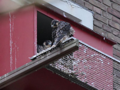 Slechtvalk - Peregrine Falcon - Falco peregrinus