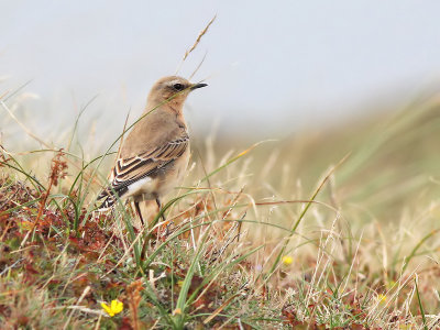 Tapuit - Northern Wheatear - Oenanthe oenanthe 