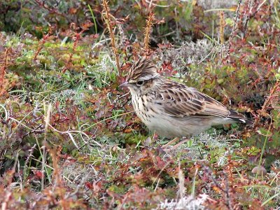 Boompieper - Tree Pipit - Anthus trivialis