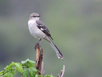 Northern Mockingbird - Spotlijster - Mimus polyglottos