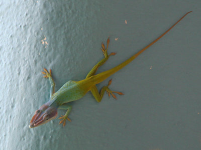 Allison's anole ( Anolis allisoni )