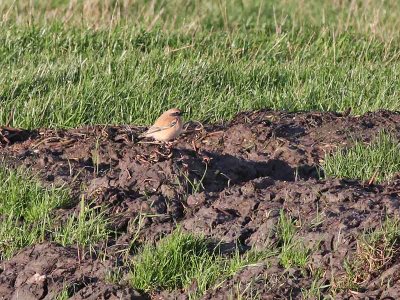 Woestijntapuit - Desert Wheatear - Oenanthe deserti 