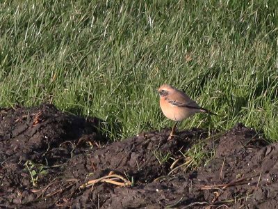 Desert Wheatear - Woestijntapuit - Oenanthe deserti 