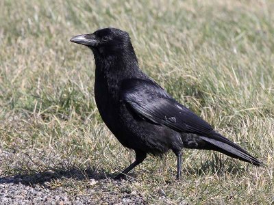 Zwarte Kraai - Carrion Crow - Corvus corone
