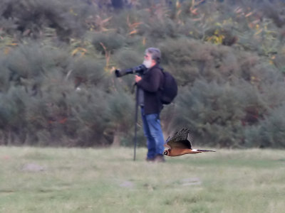 Pallid Harrier - Steppekiekendief - Circus macrourus