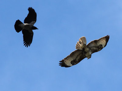 Buizerd vs Raaf / Common Buzzard vs Raven