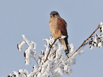 Torenvalk - Common Kestrel - Falco tinnunculus