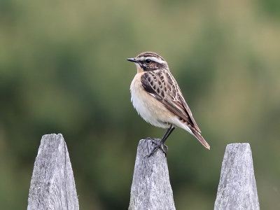 Whinchat - Paapje - Saxicola rubetra