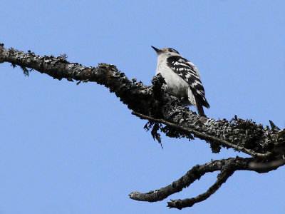 Lesser Spotted Woodpecker - Kleine Bonte specht - Dendrocopos minor