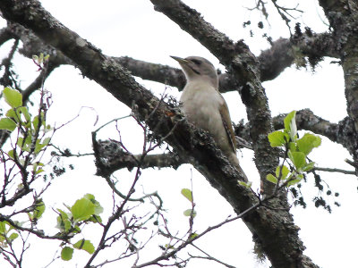Grey Headed Woodpecker - Grijskopspecht - Picus canus