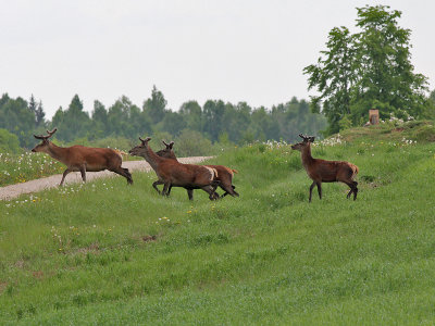Hert / Deer
