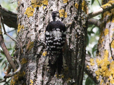 White-backed Woodpecker - Witrugspecht - Dendrocopos leucotos