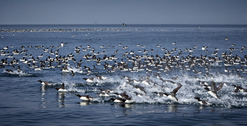 Okh_sea_198.jpg