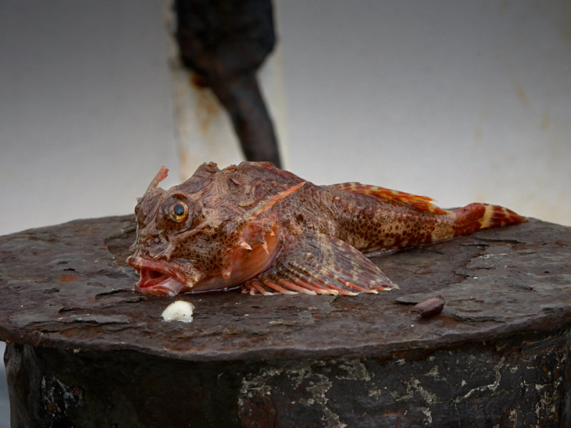 Marine ruff. For Dinner...