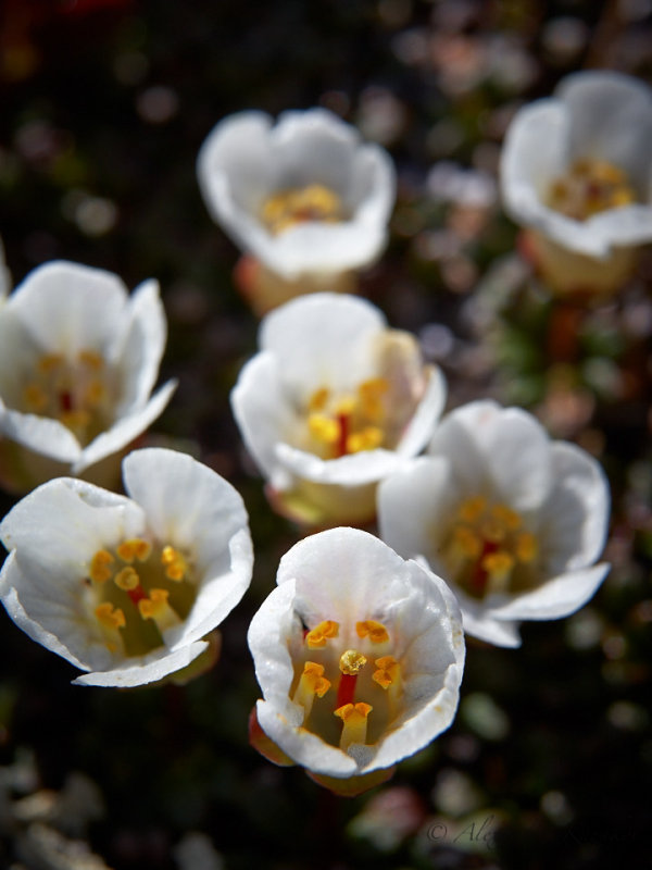 Flowers of Kamchatka