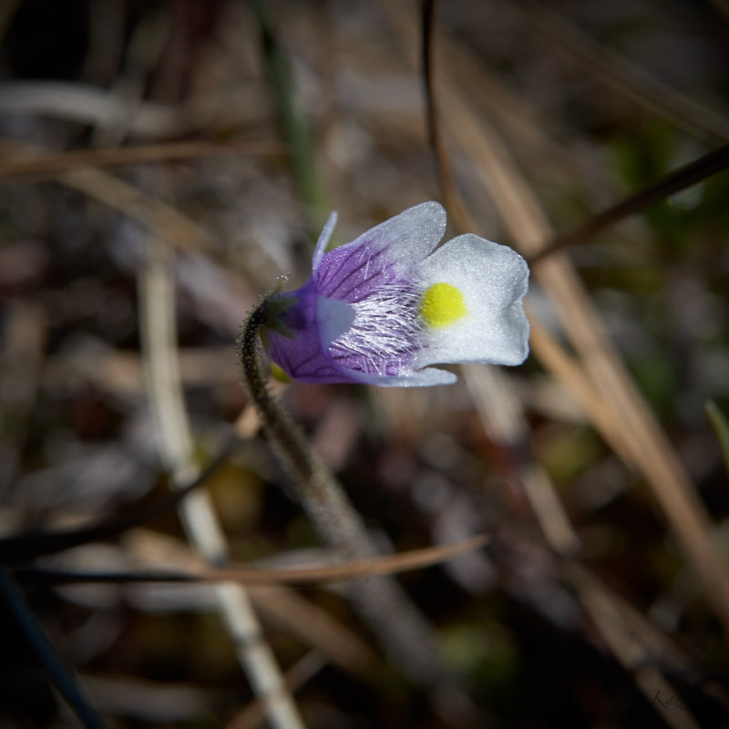 Flowers of Kamchatka