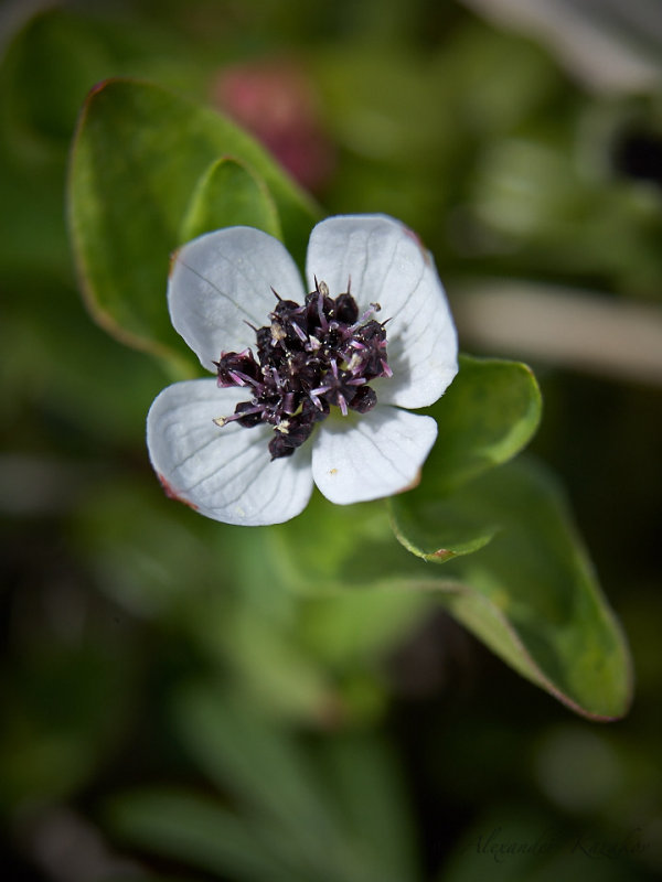 Flowers of Kamchatka