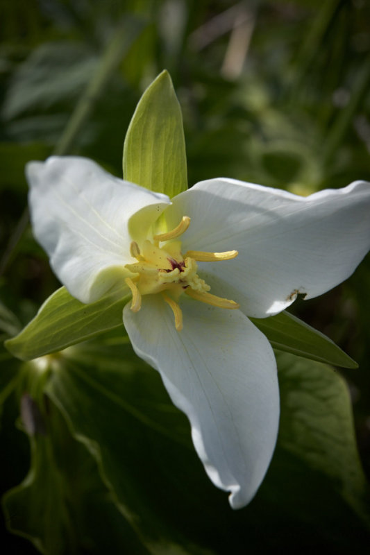 Flowers of Kamchatka
