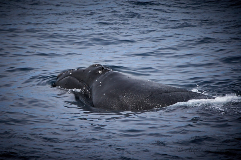 Northern Right Whale (Eubalaena Glacialis).