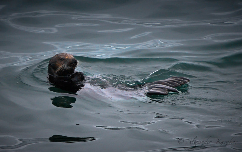 Sea ape. Resting.