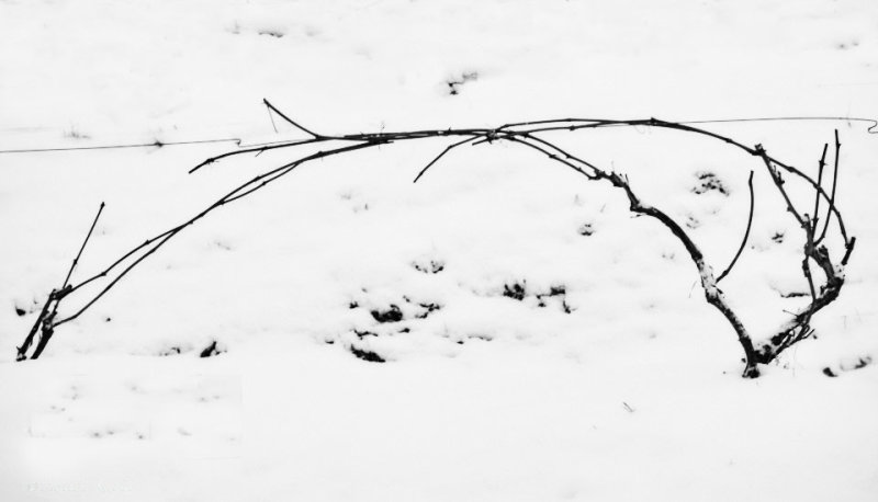The most northerly vine over the world.