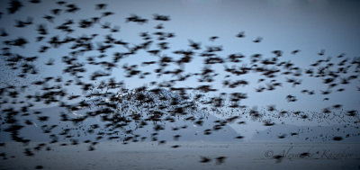 Morning hunting