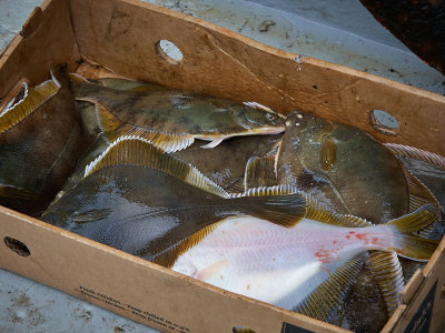 Fifteen-catch!!!