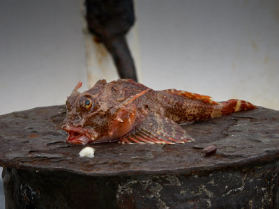 Marine ruff. For Dinner...