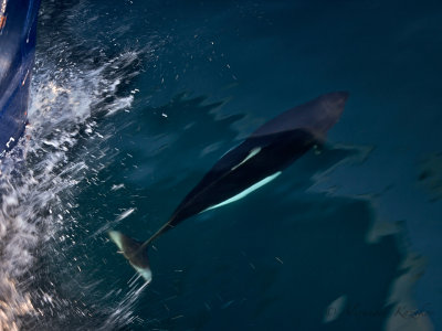 Porpoise. Play.