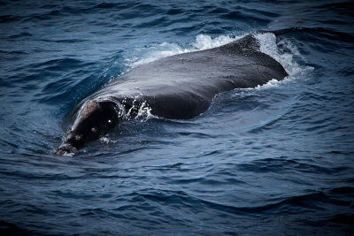 Northern Right Whale (Eubalaena Glacialis).
