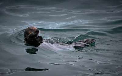 Sea ape. Resting.