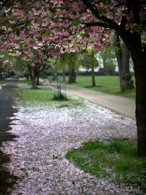 Pink rain