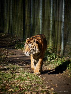 Le Parc des Felins