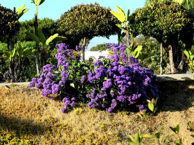 Purple-bush.