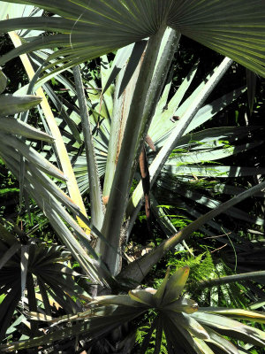 Bismark-Palm