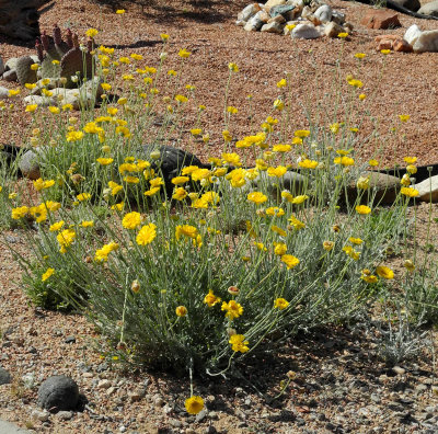 yellow-wild-flowers