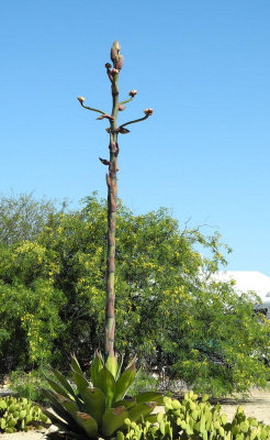century-plant.