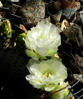 Prickly-pear-white-blossoms