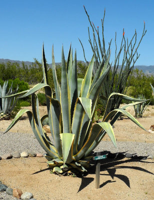 Agave-variegated