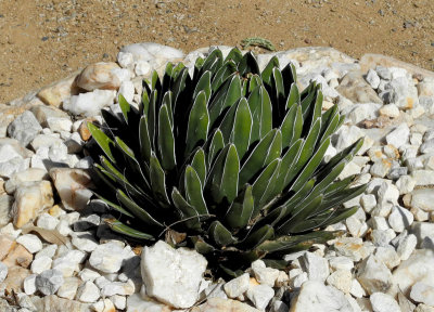 queen-victoria-agave