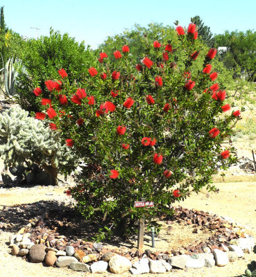 bottle-brush-tree