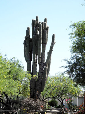 Bird-Nest-Cactus.