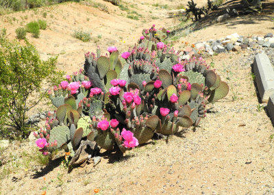 pink-blooms.