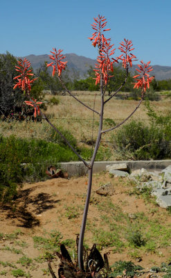 Skips Park at Congress AZ has cactus garden