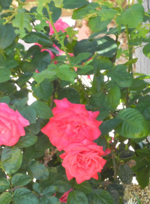 pink-roses