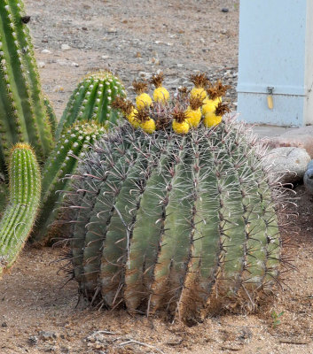 barrrel-cactus-in-bloom.