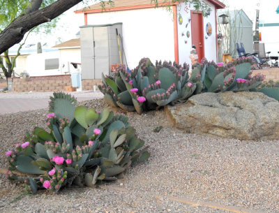 many-prickly-pear