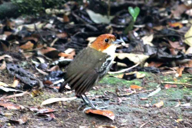 Chestnut-crowned Antpitta (Grallaria ruficapilla) Rio Blanco 2013-03-16. Foto  Stefan Lithner