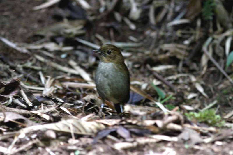 Urrao Antpitta (Grallaria urraoensis) Colibri del Sol 2013-03-10. Foto  Stefan Lithner