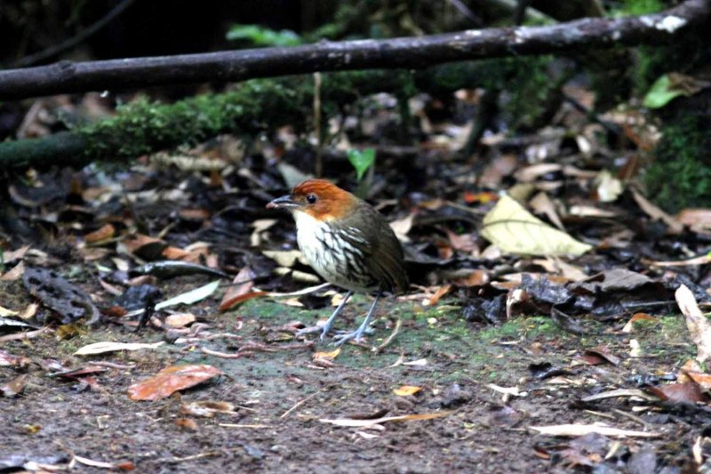 Chestnut-crowned Antpitta (Grallaria ruficapilla) Rio Blanco 2013-03-16. Foto  Stefan Lithner